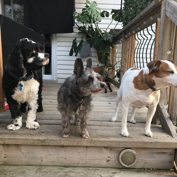 Trois chiens en pension, détendus et heureux