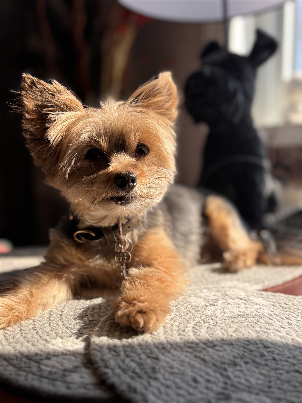Chiens en pension