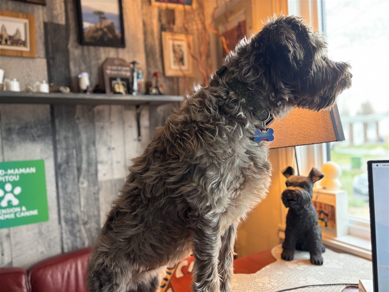Chiens à la pension