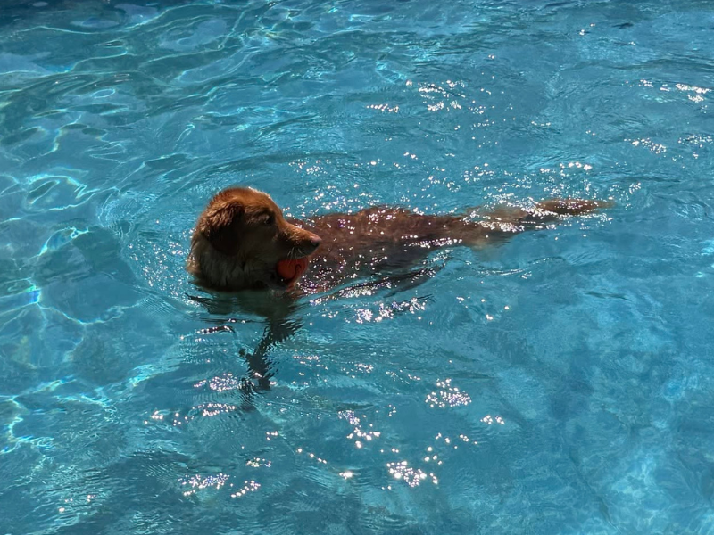 Chien confortablement installé dans une maison chaleureuse